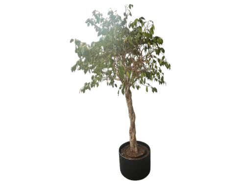 Plant + plantenbak - E00087